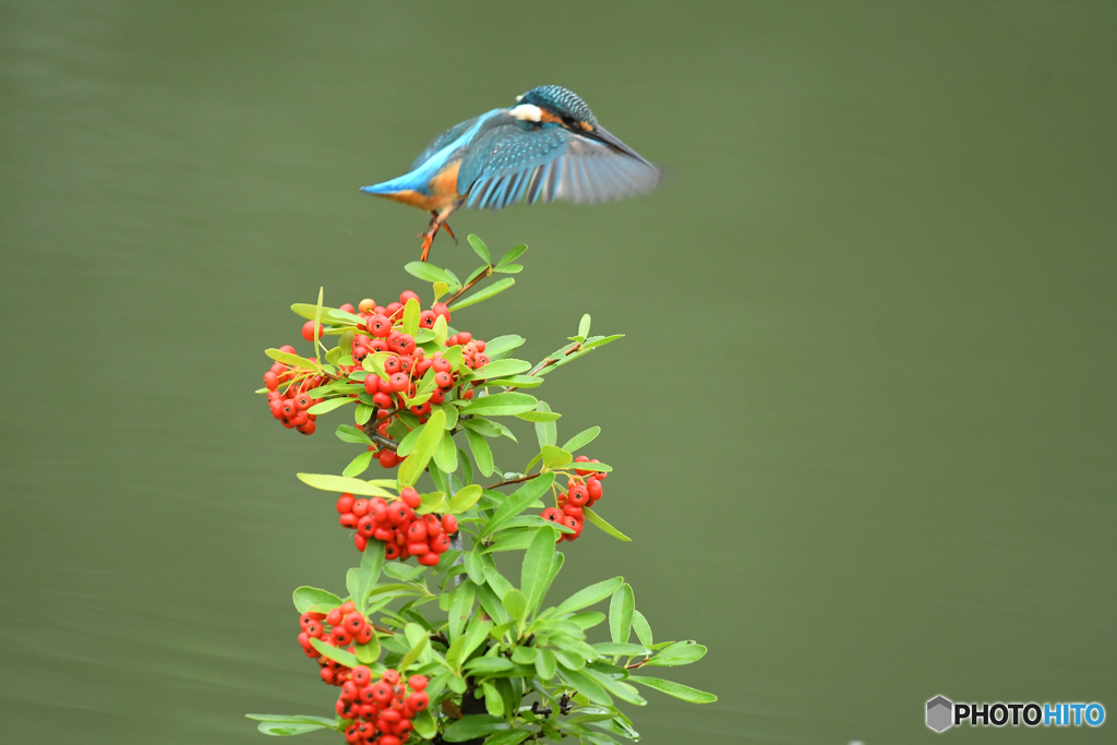ピラカンサとカワセミ