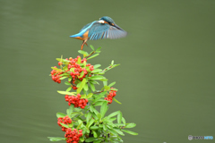 ピラカンサとカワセミ