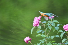 バラとカワセミ