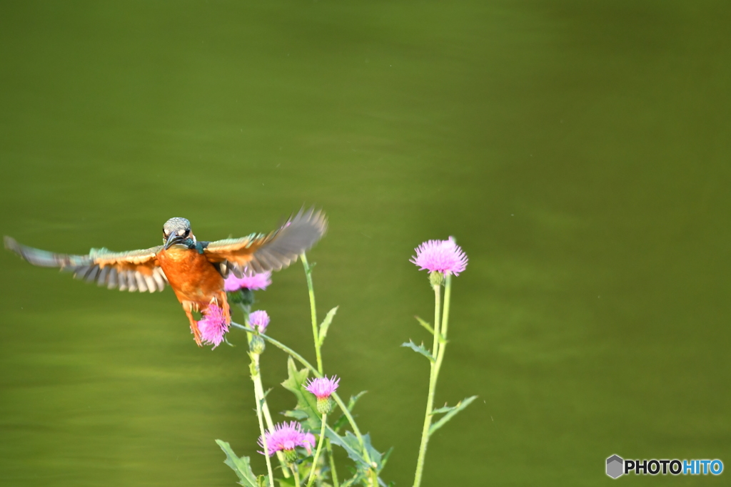 アザミとカワセミ
