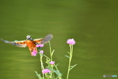 アザミとカワセミ