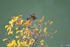 ツルウメモドキとカワセミ