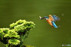 岩松とカワセミ