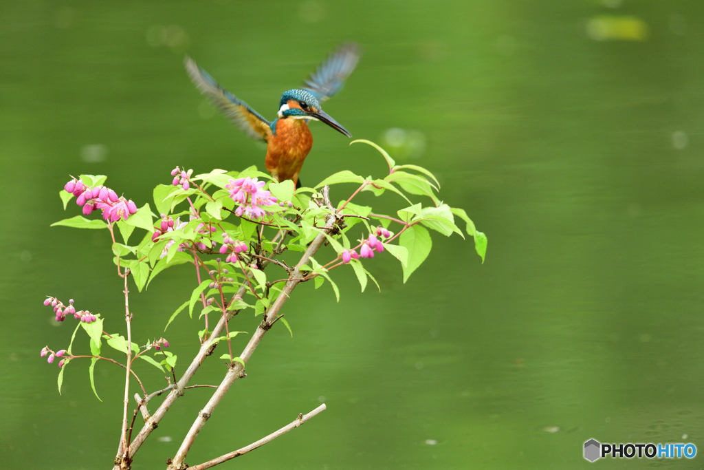 紅ウツギとカワセミ