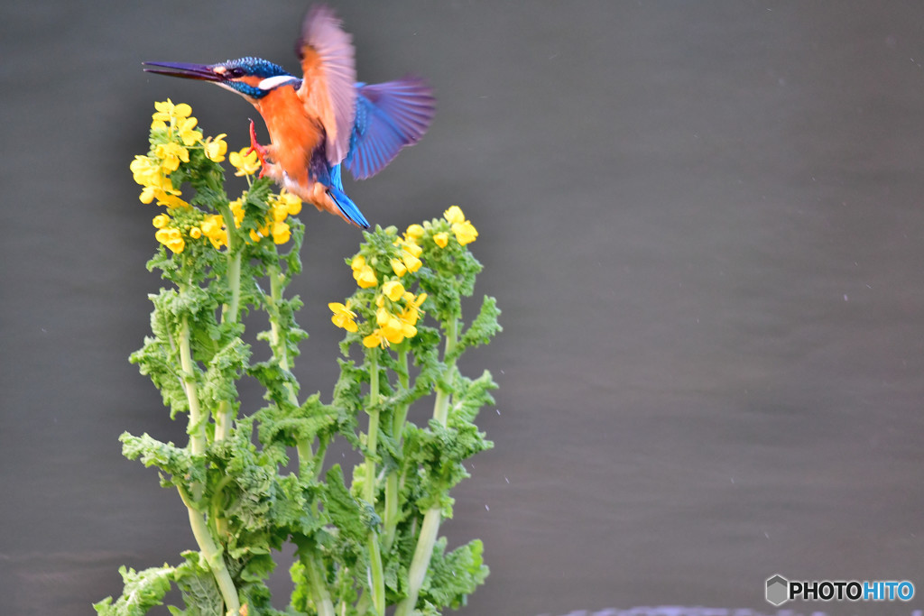 菜の花とカワセミ