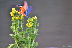 菜の花とカワセミ