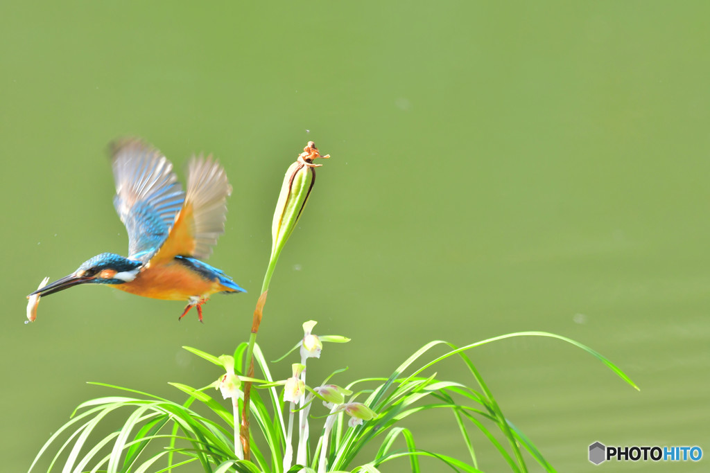 春蘭とカワセミ