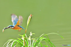 春蘭とカワセミ