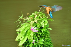 山野草とカワセミ