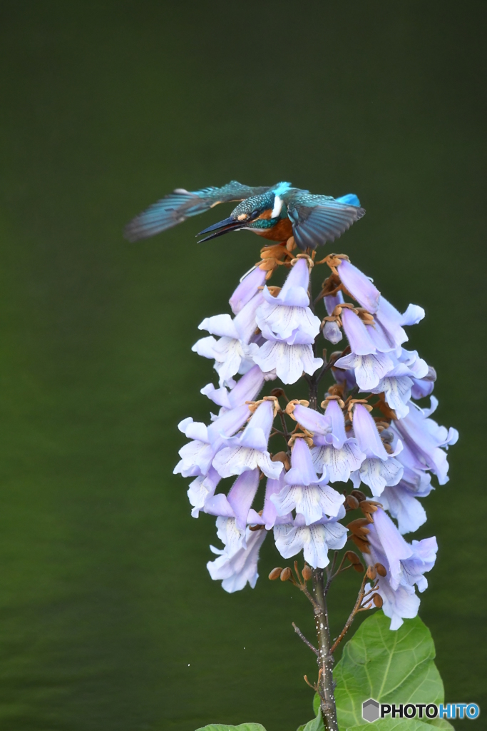 キリの花とカワセミ