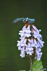 キリの花とカワセミ