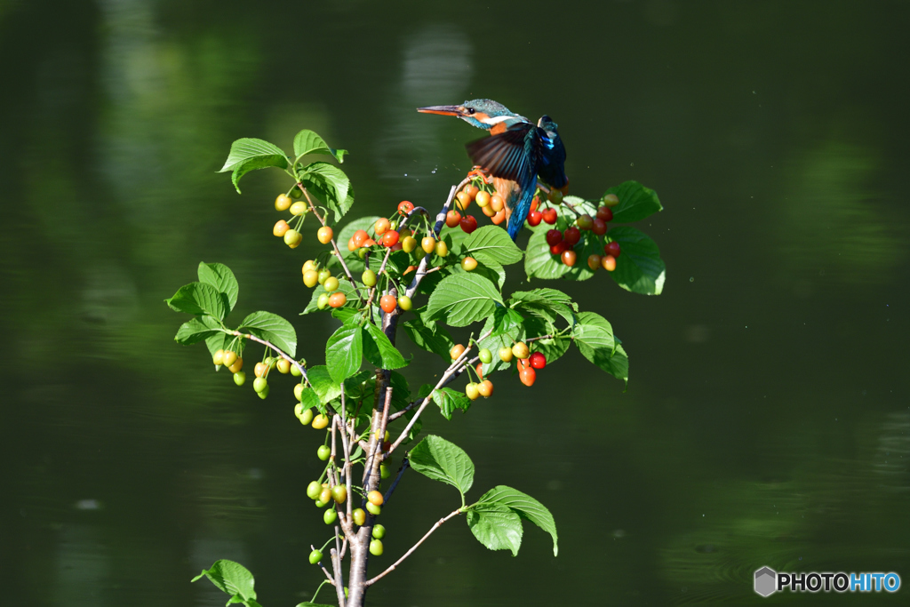サクランボとカワセミ
