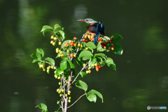サクランボとカワセミ