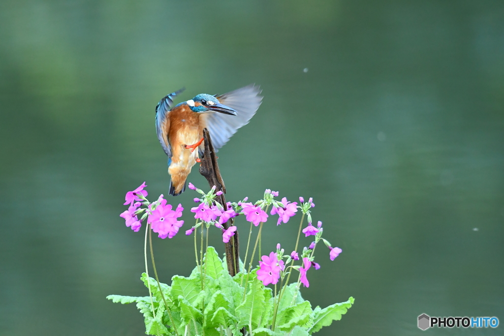 日本桜草とカワセミ
