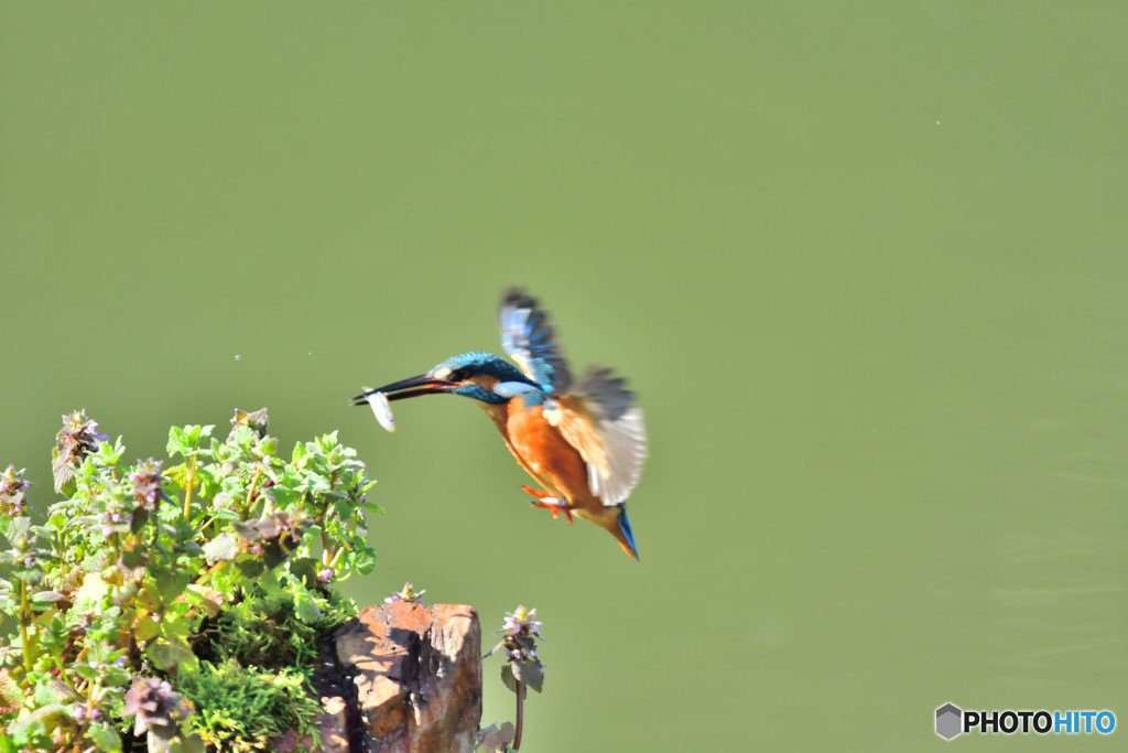 姫踊り子草とカワセミ