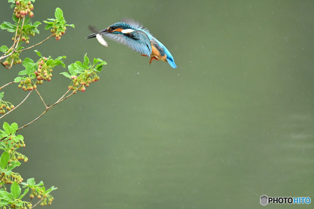 更紗ドウタンとカワセミ