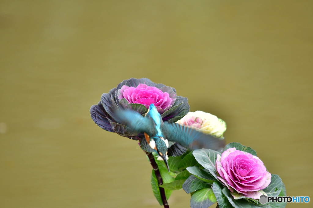 葉ボタンとカワセミ