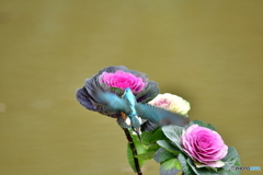 葉ボタンとカワセミ