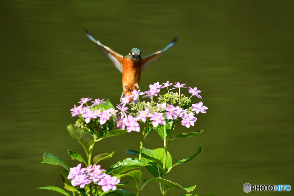 アジサイとカワセミ