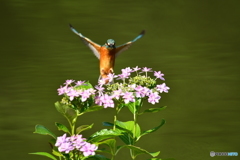 アジサイとカワセミ