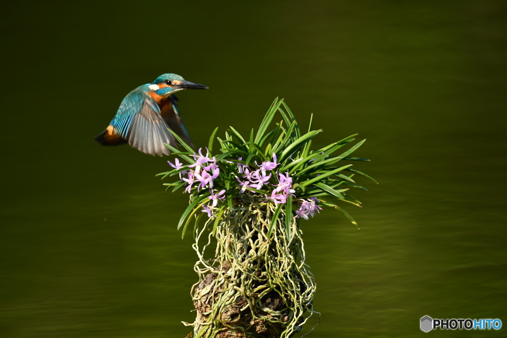 富貴蘭とカワセミ