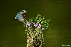 富貴蘭とカワセミ