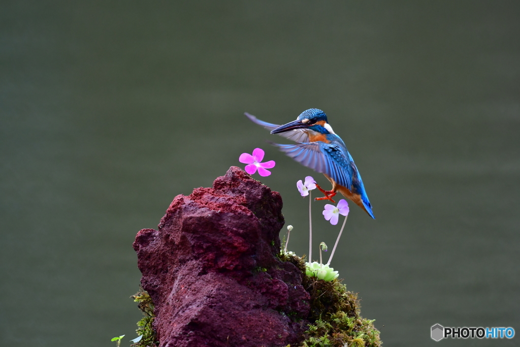 虫取スミレとカワセミ