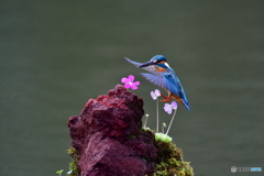 虫取スミレとカワセミ