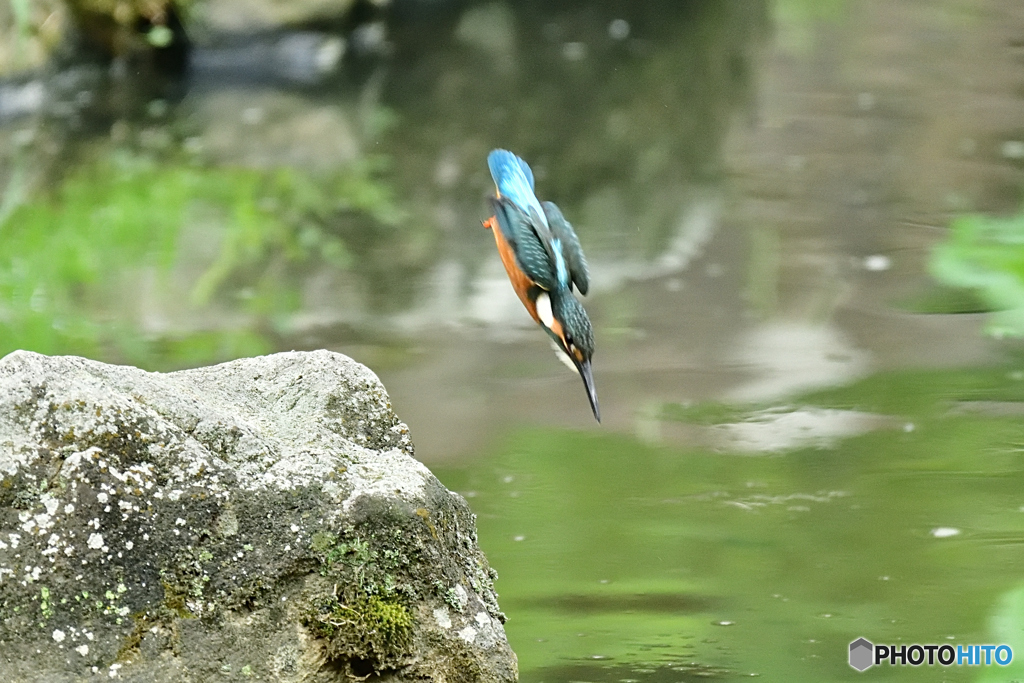 カワセミ