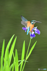 カキツバタとカワセミ