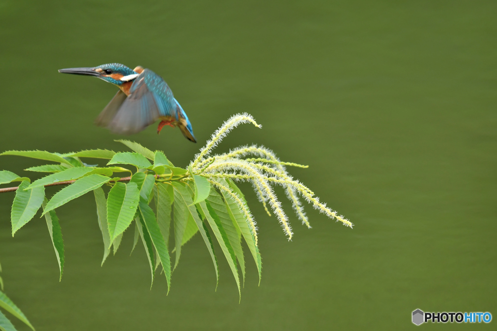 栗の花とカワセミ