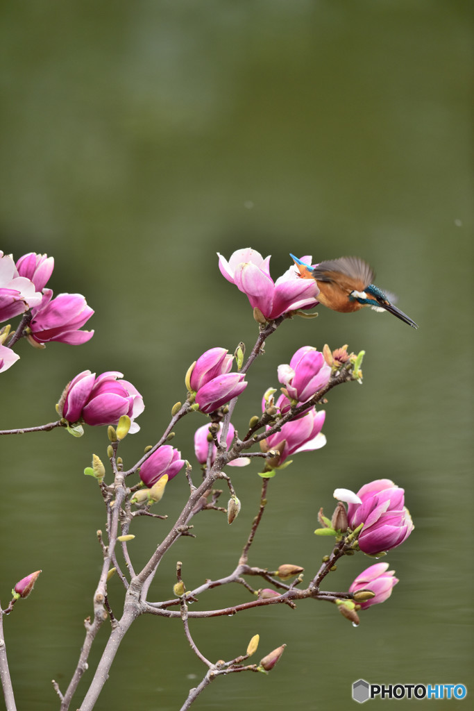 モクレンとカワセミ