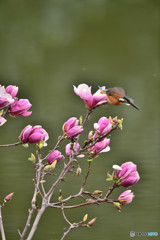 モクレンとカワセミ