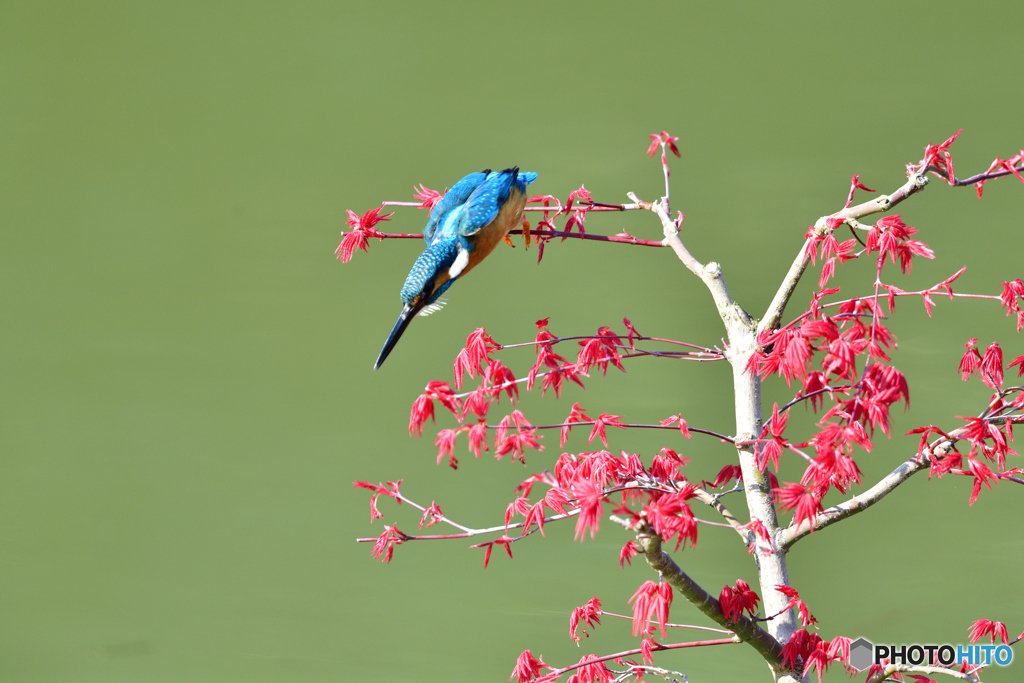 紅葉とカワセミ