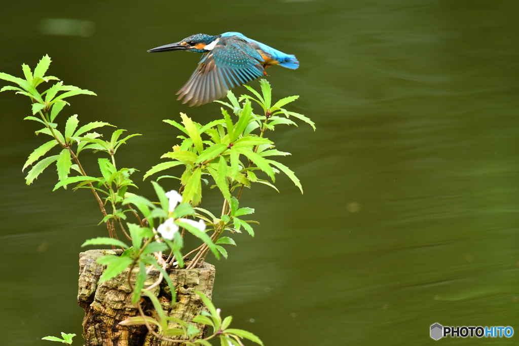 シシンランとカワセミ