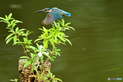 シシンランとカワセミ