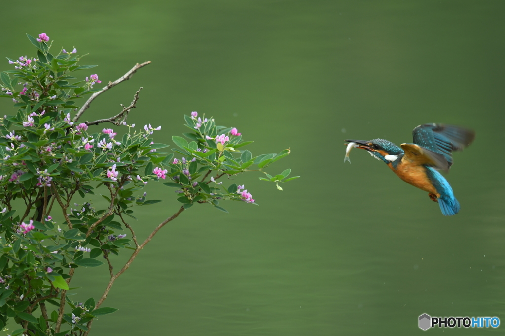 木萩とカワセミ