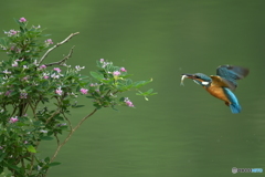 木萩とカワセミ