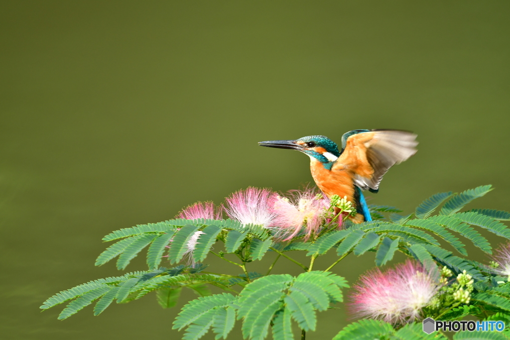 ネムノキとカワセミ
