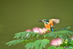 ネムノキとカワセミ