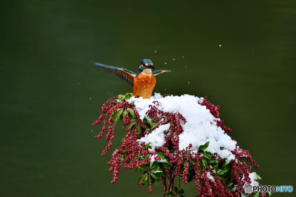 馬酔木とカワセミ