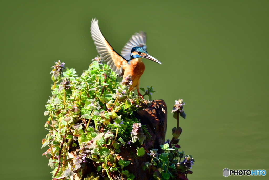 姫踊り子草とカワセミ