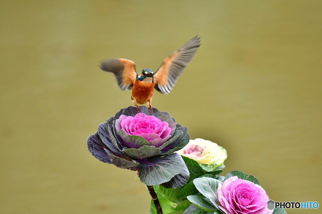 葉ボタンとカワセミ