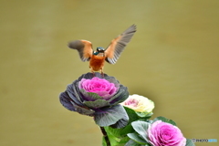 葉ボタンとカワセミ