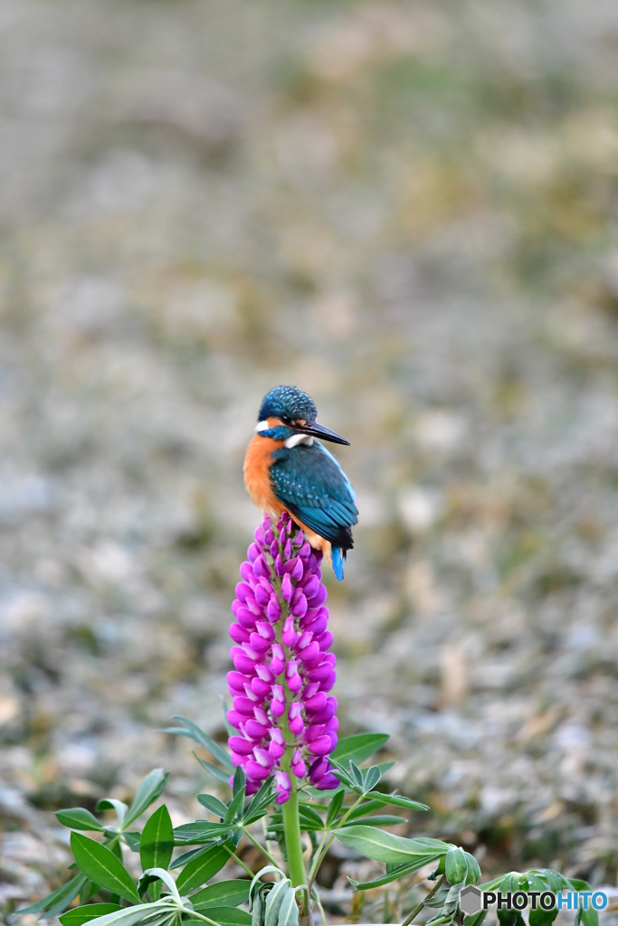 ルピナスとカワセミ