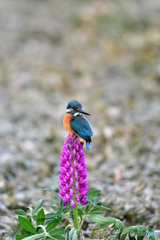 ルピナスとカワセミ