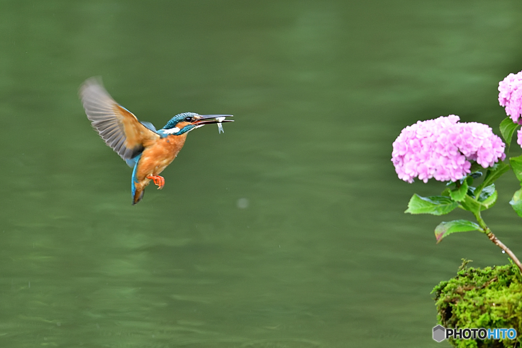 紫陽花とカワセミ