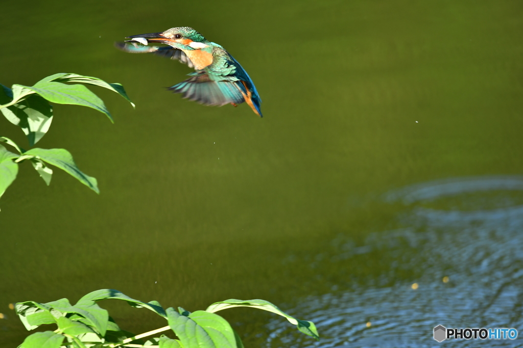 シャクヤクとカワセミ