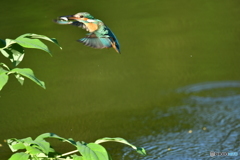 シャクヤクとカワセミ