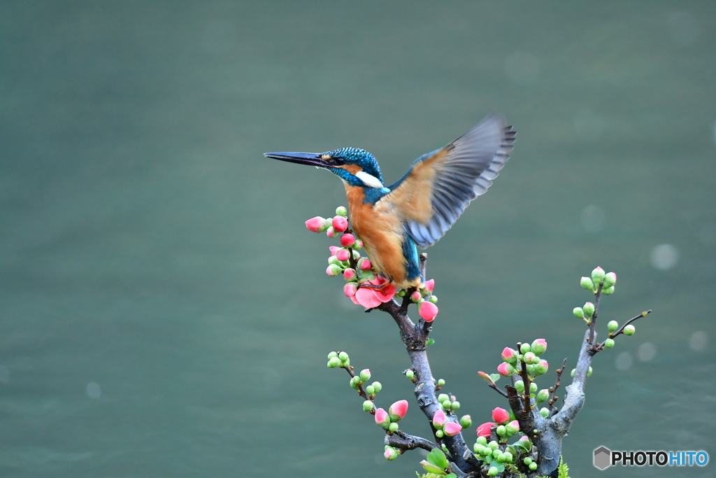 ボケの花とカワセミ